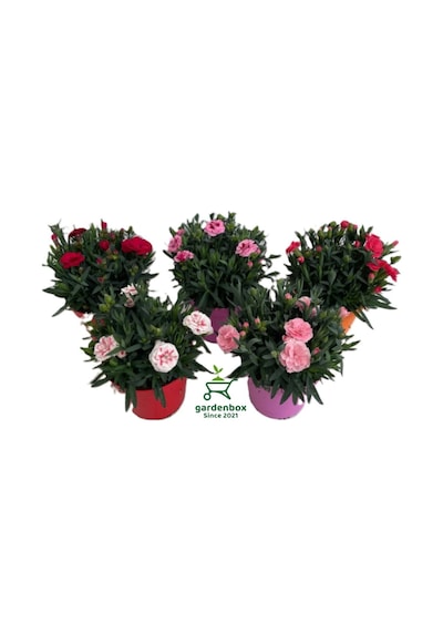 Yeni Sezon Bol Çiçekli 5 Adet Karanfil Çiçeği Renkli Bodur Tür 15-25cm