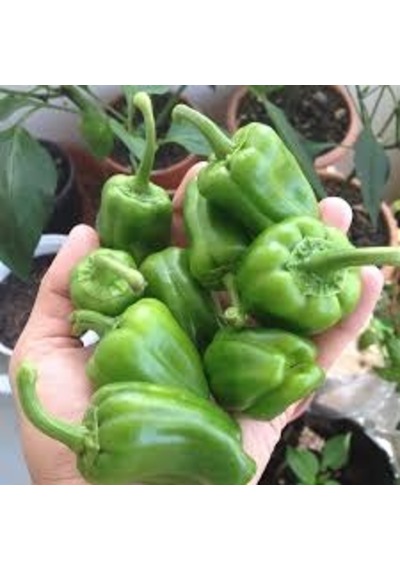 30 Adet Tohum Dolmalık İnce Kabuk Tatlı Meşhur Dolma Biber Tohum