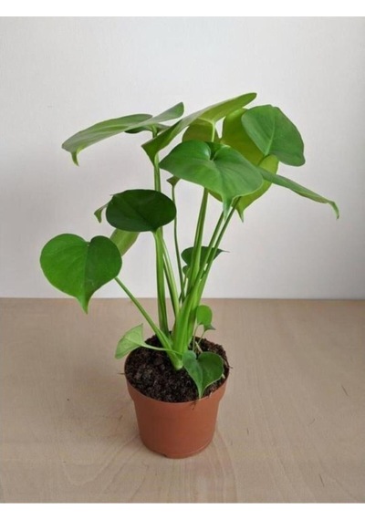 Deve Tabanı-monstera Mini Deve Tabanı