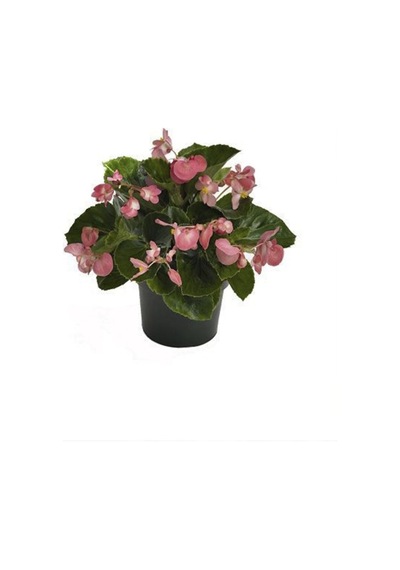 Yeşil Yapraklı Pembe Çiçekli Küçük Hanım Begonya Fidanı Fidesi 5 Cm 15 Cm 30 Adet