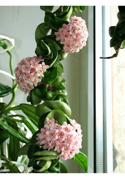 Mum Çiçeği Hoya / Pembe 10 -15cm Gübre Ve Çiçek Tohumu Hediyeli