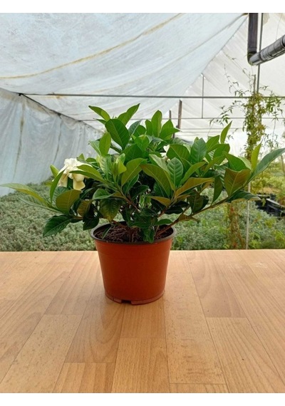 Gardenya Çiçeği Kokulu Ve Formlu Gardenia Jasminoides 10-20 Cm