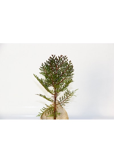 NİKAH ÇAMI 100 ADET - ÖZEL GÜN FİDANI (Thuja Orientalis)