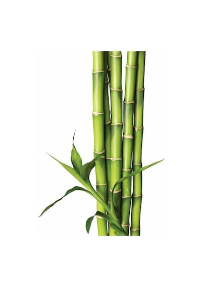 İthal Yeşil Bambu Tohumu Ekim Seti 3 Tohum +Saksı+Toprak+