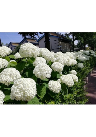 2 Adet Pembe/beyaz Çiçekli Ortanca Fidanı 30-55 Cm Tüplü Çiçekli Bodur Pink/white Hydrangea