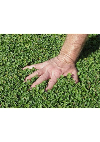 Dichondra repens Fare kulağı çim tohumu  500 gr