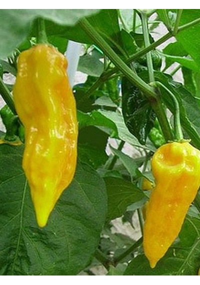 Bhut Jolokia Ghost Yellow Pepper / 1.000.000 Scoville - Gerçek Taze Acı Biber