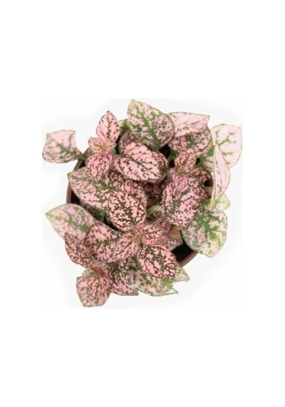 Pembe Çilli Yaprak Çiçeği Hostes Çiçeği Hipoestes Phyllostachya 10-20 Cm