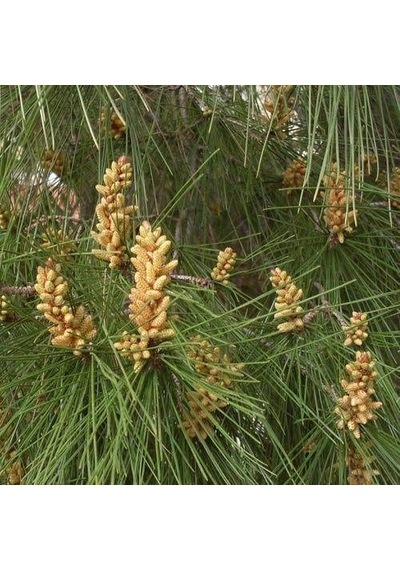 Fıstık Çamı Tohumu 200 GR 260 Adet