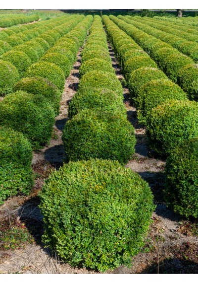 1 Adet Çalı Şimşir Fidanı Saksılı 30-45cm Bushy Yew Sapling