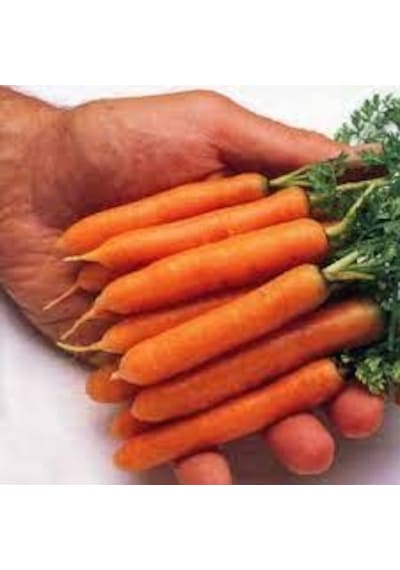 50 Adet Tohum İthal Mini Bebek Havuç Tohumu Organik Hobi Bahçe