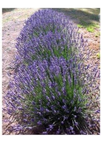 Lavandula Angustifolia Lavanta Fidesi Fidanı 10-20 Cm