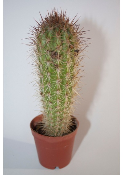 Pilosocereus Gounellei Sütun Kaktüs Tekli 5,5 Cm Saksıda