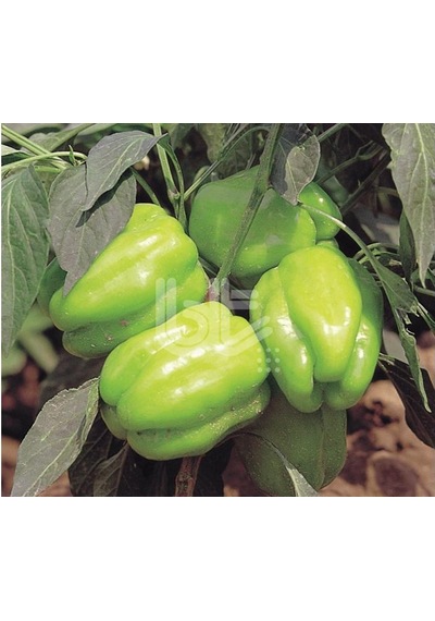 Biber Tohumu Kandil Dolma 25 GR 3000 Adet Tohum