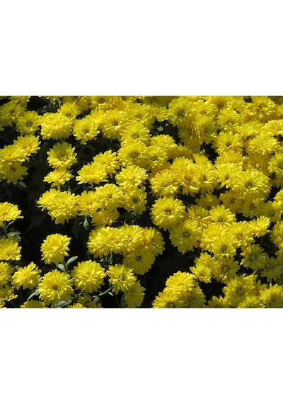 Sarı Kasımpatı Çiçeği Fidanı Saksılı 20-40 Cm