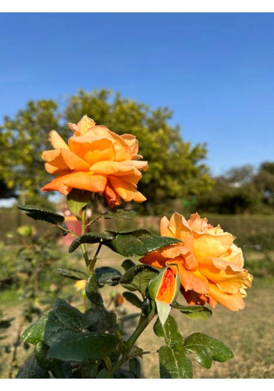 Videolu Yediveren Gül Kayısı Rengi Turuncu Sarı Pembe Kırmızı 50 70cm 6adet Saksılı Aşılı Gül Roses