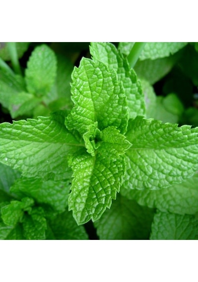 GReen Spearmint Nane Tohumu 200 Tohum