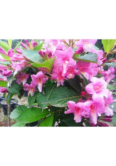 Gelin Tacı Weıgela Florıda Pembe Çiçekli Vangelya 30-40 Cm S
