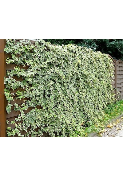 Hedera Sarmaşık 5 Adet - 1.5 Metre Sarılıcı Bitki N11.22977