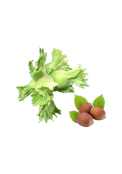 Giresun Yağlısı Aroması Yüksek Fındık Fidanı N11.19922