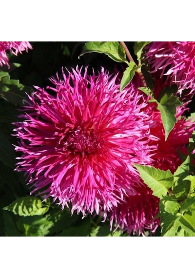 İri Çiçekli Dentelle D. Forestier Dahlia Yıldız Çiçeği Yumrusu 1