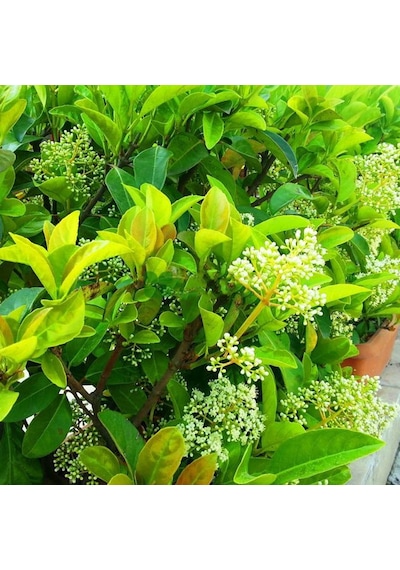 Tüplü Yağlı Kartopu viburnum Lucidum Fidanı