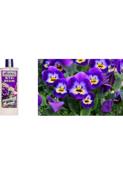 Tropikal Besin Bitkisi 6 Adet Menekşe 1000 Ml