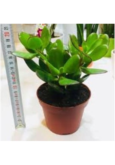 Ovata Şans Para Çiçeği Bitkisi 10-20 Cm