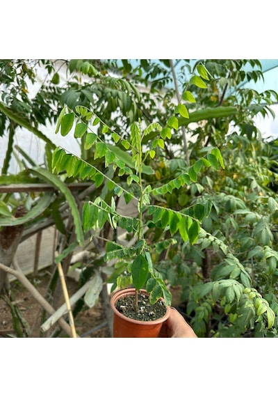 Carambola Yıldız Meyvesi Star Fruit Fidanı