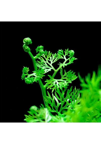 Ceratopteris Thalictroides 1 Bağ Kolay Akvaryum Zemin Bitkisi Canlı Akvaryum Bitkisi