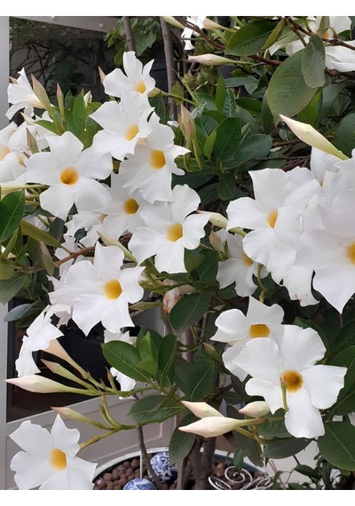 Beyaz Sandavilla Mandevilla 30 60 Cm Uzun Ömürlü, Çiçekli Tırmanıcı Bitki