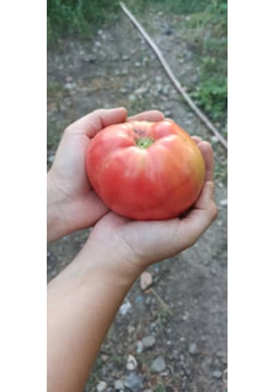 Pashaworm Mix Konsantre Gübre 5 L