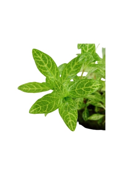 Hygrophila Polysperma Rosanervig Kolay Akvaryum Zemin Bitkisi Canlı Akvaryum Bitkisi