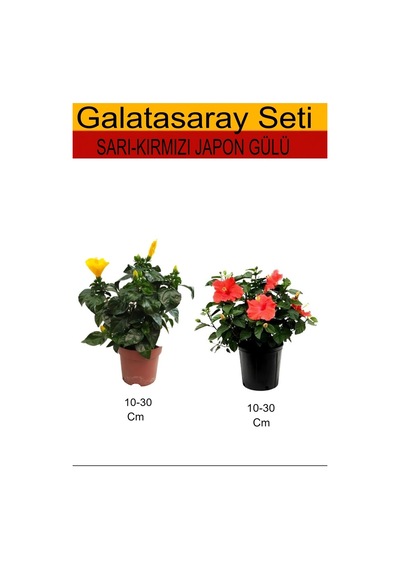 2'li Takım Seti Sarı Japon Gülü+ Kırmızı Japon Gülü