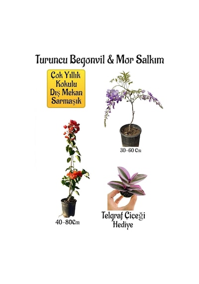 Turuncu Begonvil Çiçeği+mor Salkım Ağacı Fidanı Telgraf Çiçeği Bahçe Peyzaj Seti
