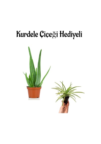 Dolgun Formlu Aleo Vera Bitkisi Sevgililer Gününe Özel Kurdele Çiçeği Hediyeli