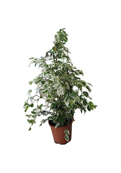 Videolu Alacalı Benjamin Bitkisi 1 Adet Saksılı/tüplü 60-90cm Ofis Bitkisi Ficus Starlightt