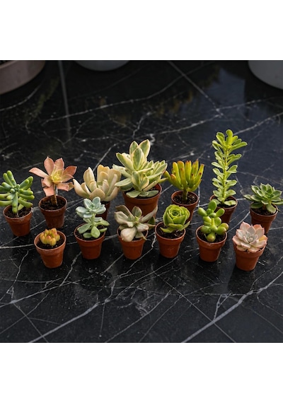 Zevli Canlı Kaktüs Ve Sukulent Seti 12+1 Adet Mini Saksılı Gerçek Salon Bitkileri Koleksiyonu Ev Ve Ofis Dekorasyonu, Succulent Gift Set