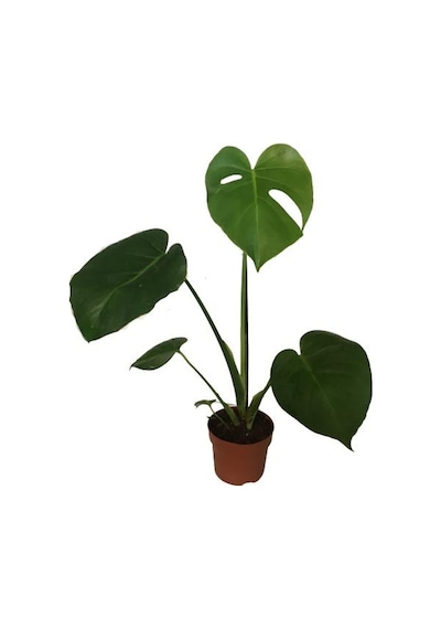 Monstera Deliciosa Deve Tabanı 60-70 Cm Tek Köklü