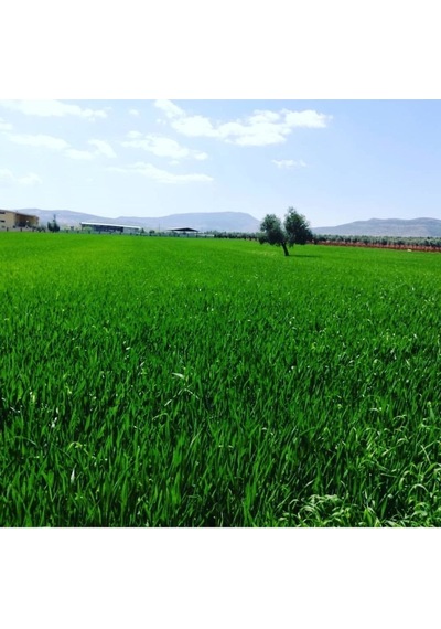 Iz Elementli Sıvı Npk Gübresi 1 kg