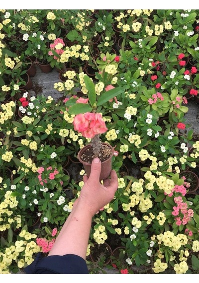Videolu Dikenler Tacı Çiçekli Ithal Tayland Milli 20 40 Cm Saksılı Kaktüs Euphorbia