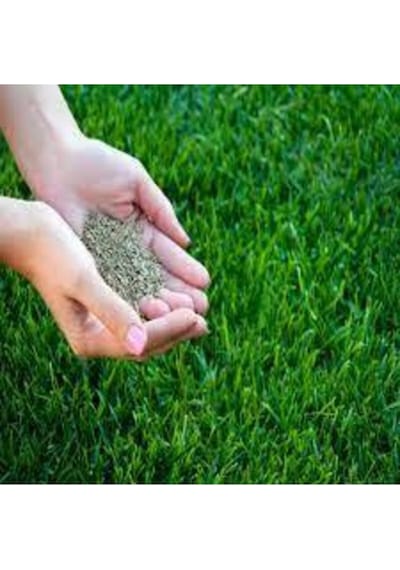 5kg Çim Tohumu Ithal 3lü Karışım Özel Çim Yeşil Çim Tohumu Sürpriz Hediye Tohumludur