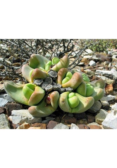 10 Adet Tanquana Prismatica Mesemb Succulent Tohumu