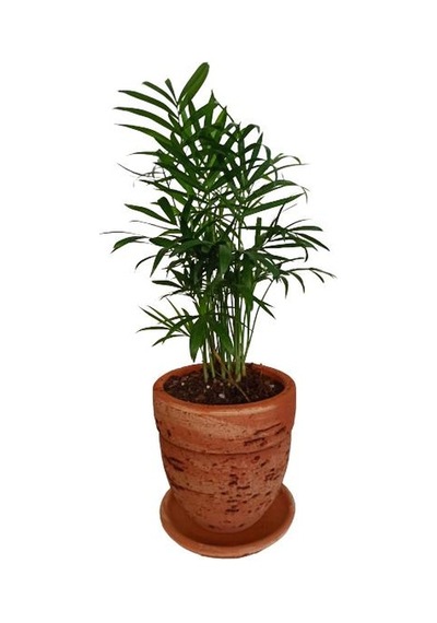 Toprak Saksıda Chamaedorea Elegans Areka Palmiyesi