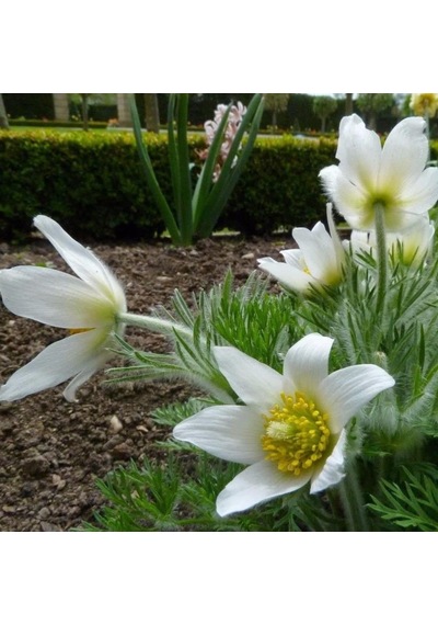 Beyaz Pulsatilla Vulgaris Dağ Lalesi Çiçeği Tohumu 5 Tohum