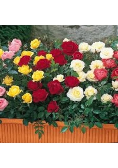 10 Adet Tohum Nadir Gökkuşağı Karışık Renkli Baston Gül Tohumu