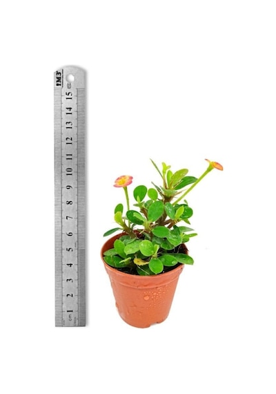 İç Mekan Euphorbia Kırmızı Mini Boy 5.5cm Saksıda
