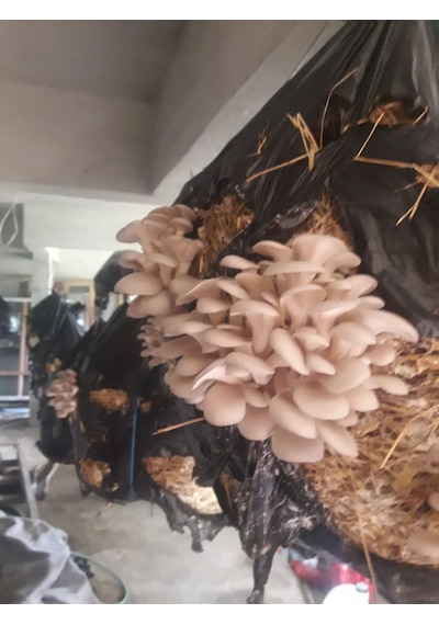 5 Kg İstiridye Mantarı Tohumu Ekim Poşeti, Kireç, Alçı, Buğday Kepeği-full Paket 1 adet