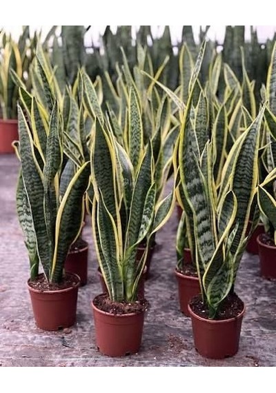 Paşa Kılıcı Çiçeği Peygamber Kılıcı - Sansevieria Trifasciata