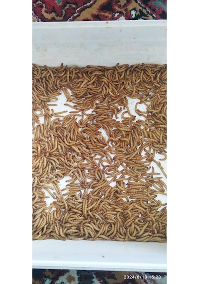 Koçlar Un Kurdu Mikro 1-1.5 Cm Boy 100 Adet